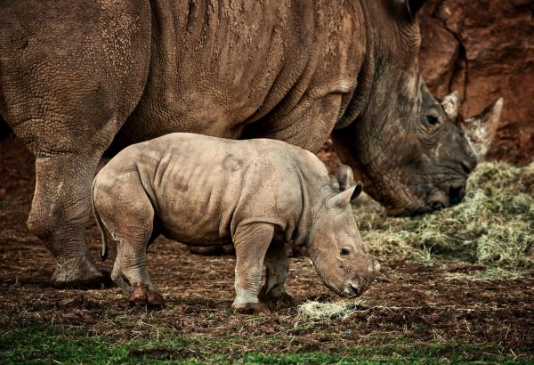 Parque de Cabárceno, la fauna en cada rincón